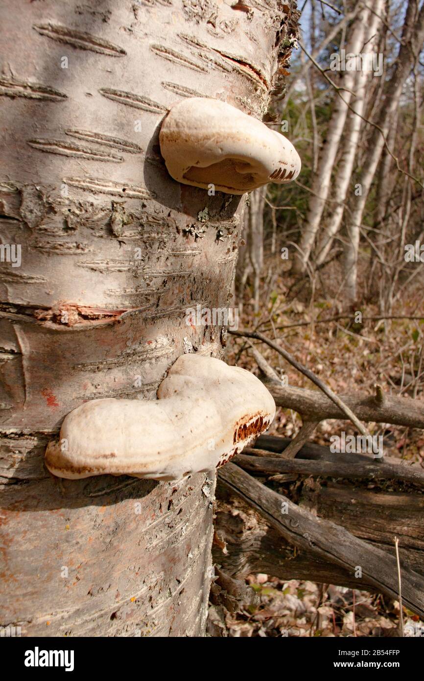 Young Tinder Conk mushrooms, Fomes fomentarius, growing on a dead red birch tree, Betula occidentalis, along Callahan Creek, in Troy, Montana. Stock Photo