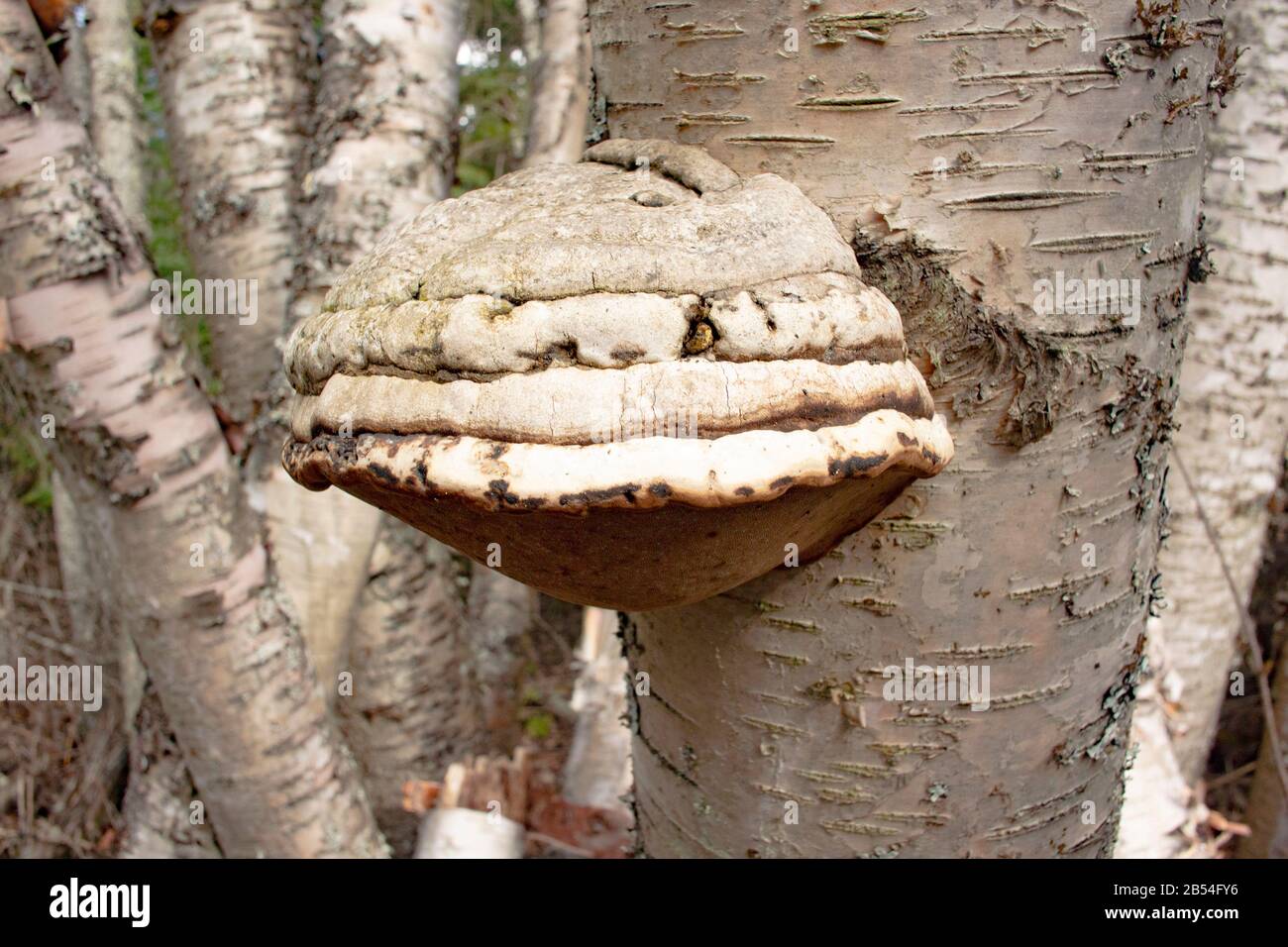 A Tinder Conk mushroom, Fomes fomentarius, growing on a dead red birch tree, Betula occidentalis, along Callahan Creek, in Troy, Montana. Stock Photo