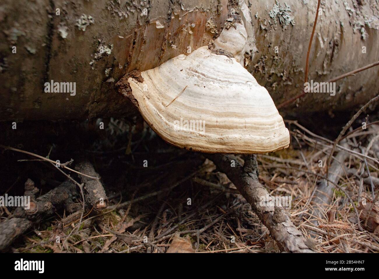 A Tinder Conk mushroom, Fomes fomentarius, growing on a dead red birch tree, Betula occidentalis, along Callahan Creek, in Troy, Montana. Stock Photo