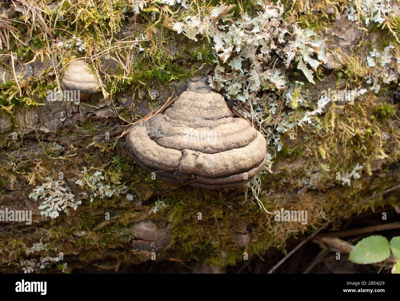 A Tinder Conk mushroom, Fomes fomentarius, growing on a dead, moss covered red birch tree, Betula occidentalis, Troy, Montana Stock Photo