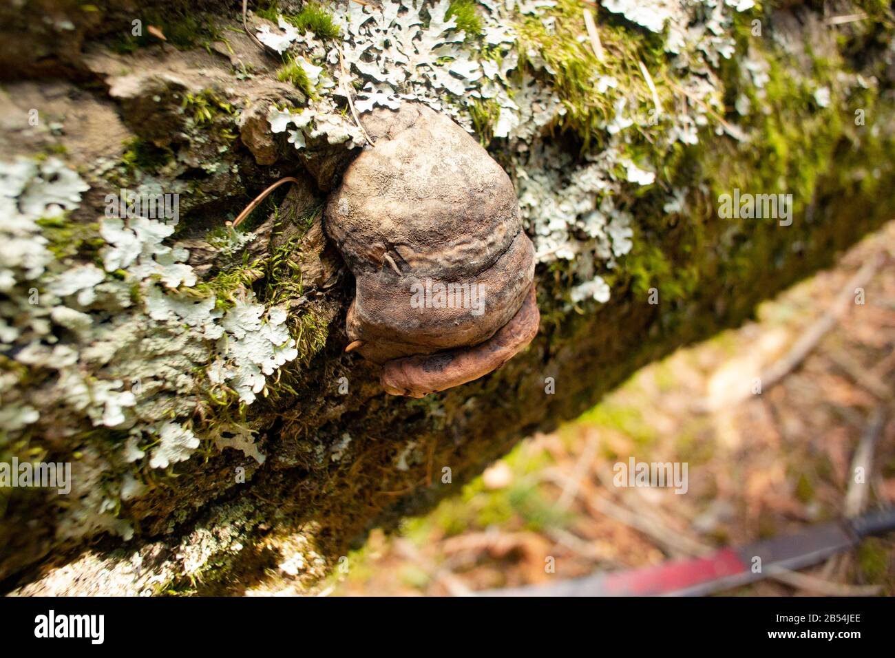 A Tinder Conk mushroom, Fomes fomentarius, growing on a dead, moss covered red birch tree, Betula occidentalis, along the lower end of Callahan Creek, Stock Photo