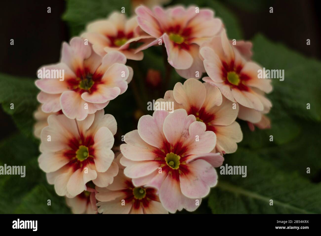 Pink Primroses , Droitwich Spa, England, United Kingdom, 07/03/2020,  Primroses, spring plant, Primula vulgaris. Primula vulgaris, the common primrose Stock Photo