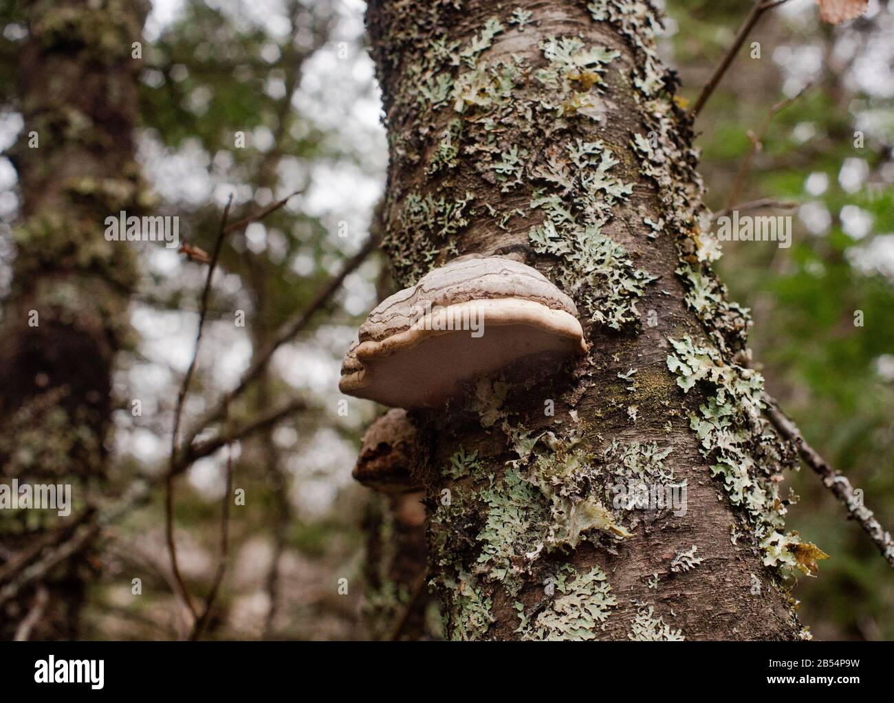 Tinder Conk mushroom (Fomes fomentarius) growing on a lichen covered red birch tree (Betula occidentalis), in a flood plane along the Kootenai River Stock Photo