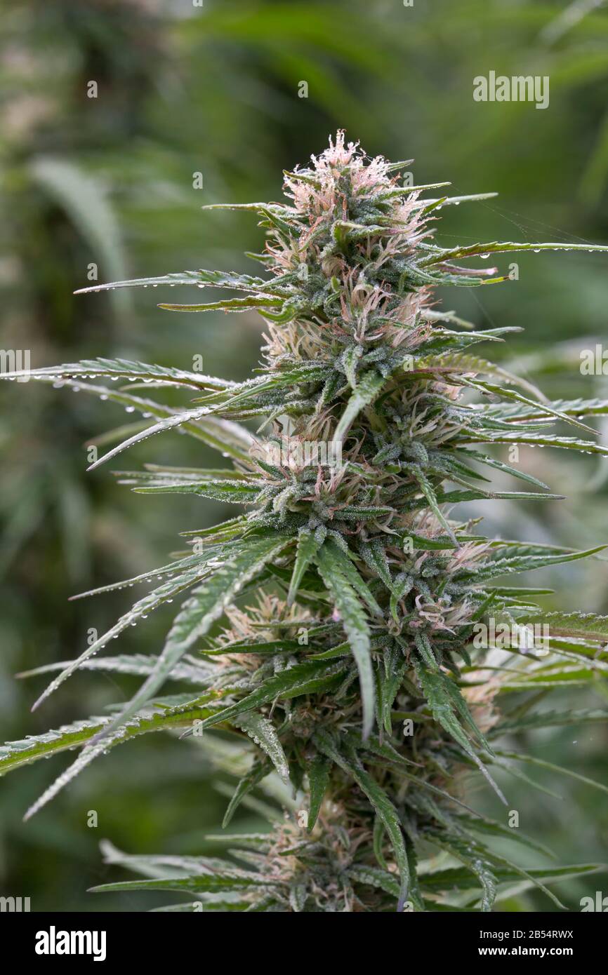 Hemp,  Cannabis sativa 'Lifter' strain flowering,  foggy morning light. Stock Photo