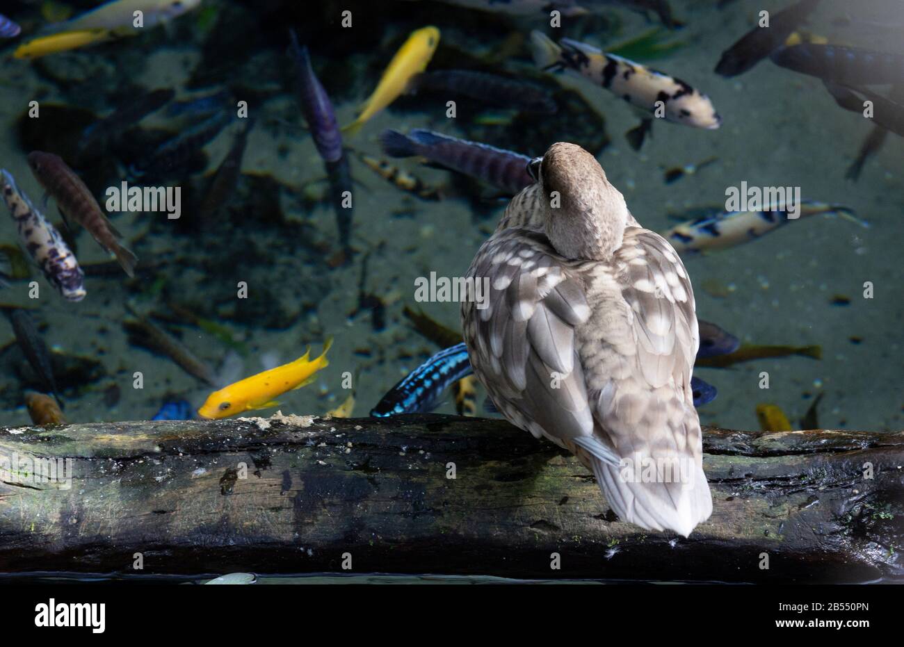 a grey and white marbled teal bird watching some cichlids fish swimming around in a clear pool Stock Photo