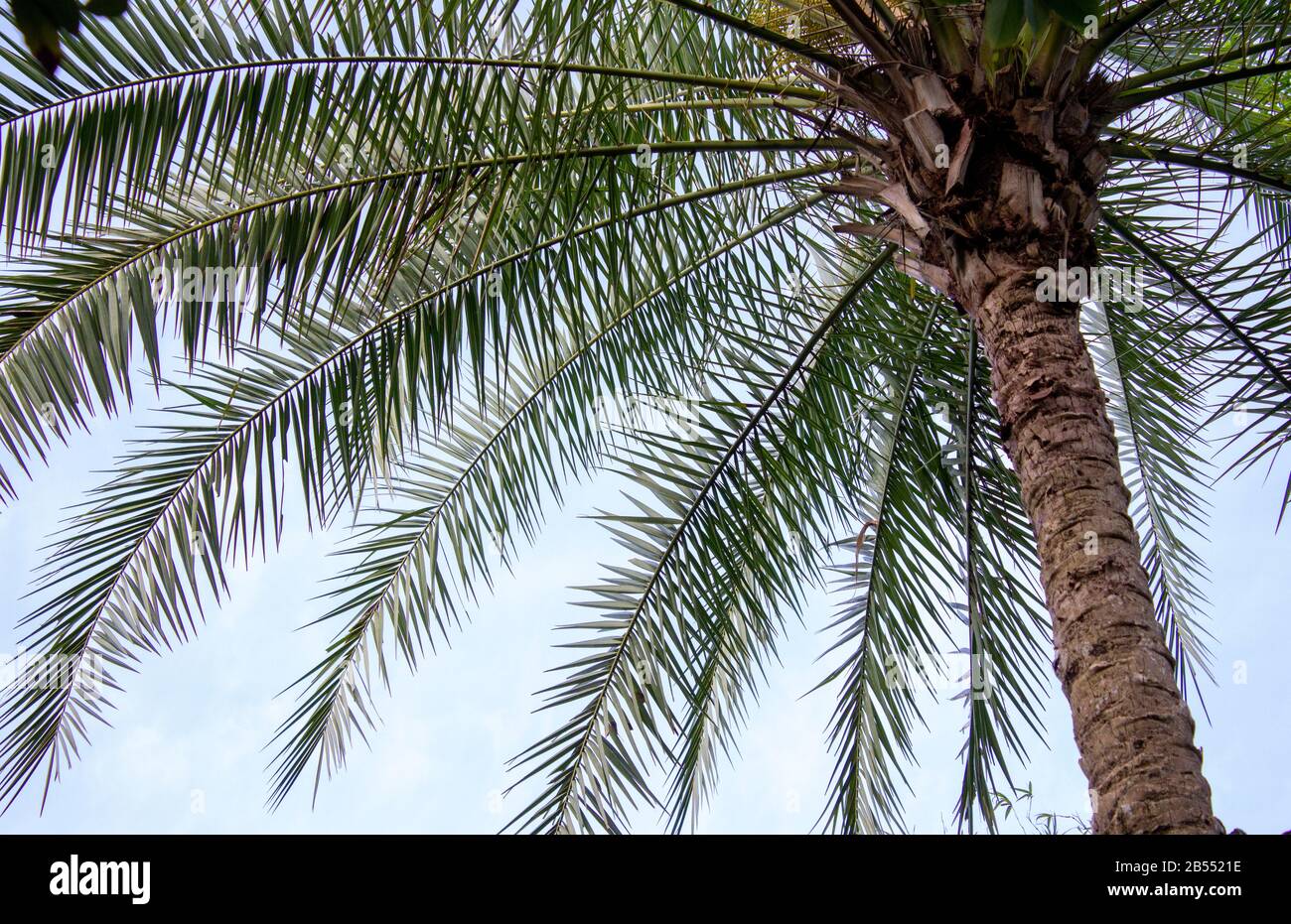 looking up the trunk of a beautiful green Florida palm tree Stock Photo