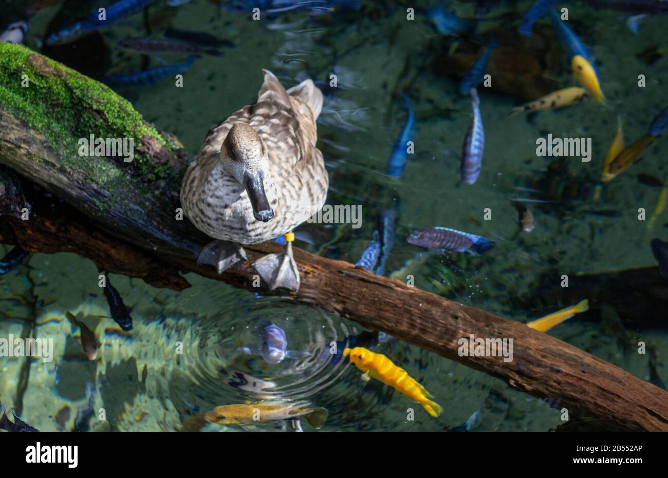a marbled teal bird with white spots watches the cichlids fish swimming Stock Photo