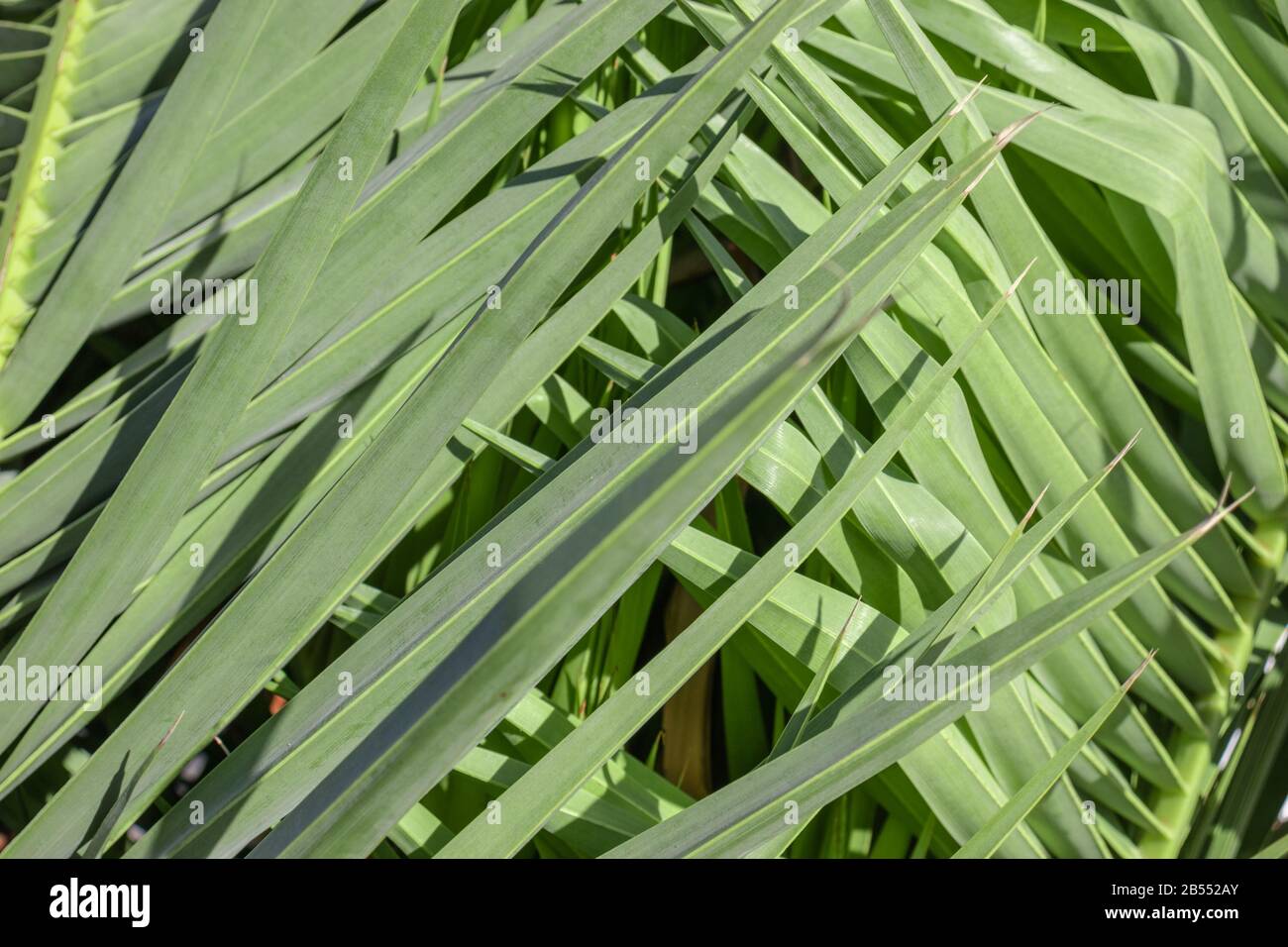 Coconut palm tree leaf, beautiful tropical background Stock Photo