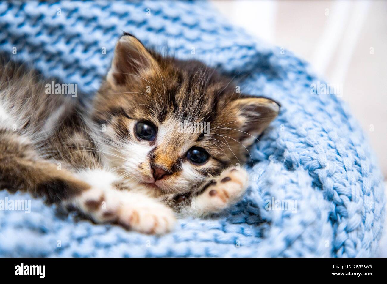 Cute kitten laying on blue blanket, with blue eyes wide open looking at the camera. Close up Stock Photo