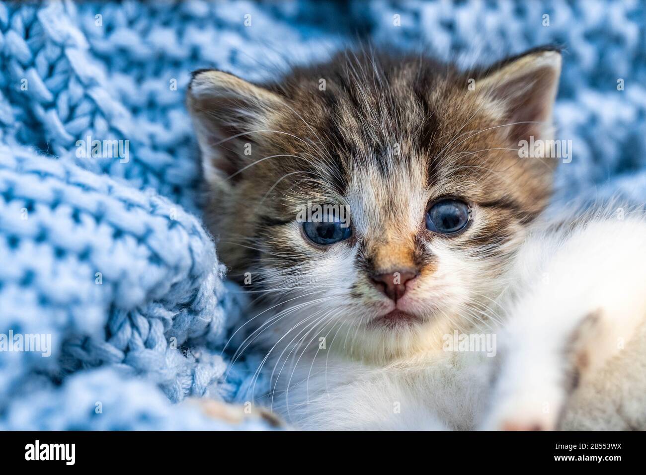 Cute tabby kitten relaxing on blue blanket, with blue eyes wide open looking at the camera. Close up Stock Photo