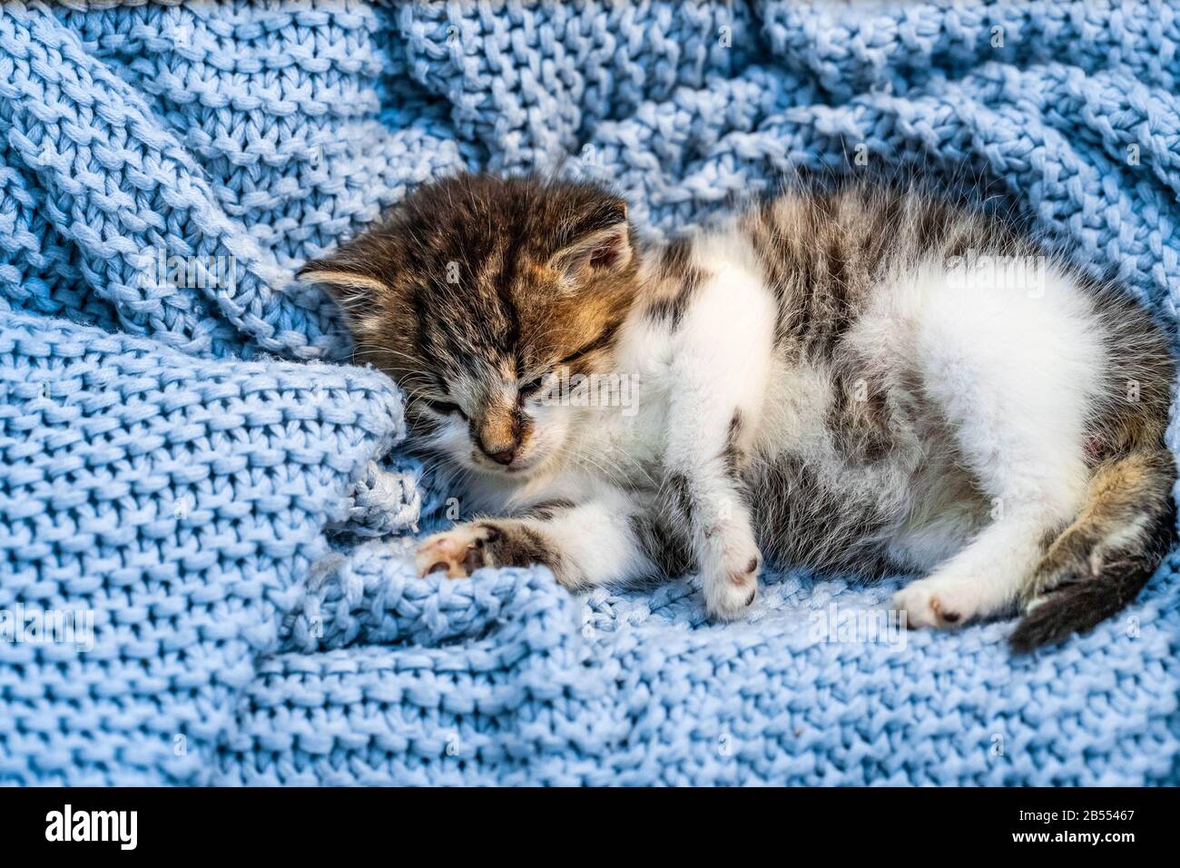 Cute tabby kitten sleeping on blue blanket, with blue eyes wide open looking at the camera. Close up Stock Photo