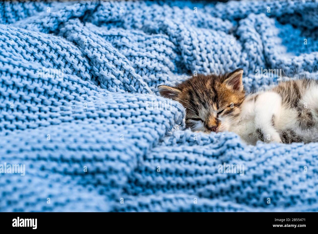 Cute kitten laying on blue blanket, with blue eyes wide open looking at the camera. Close up Stock Photo