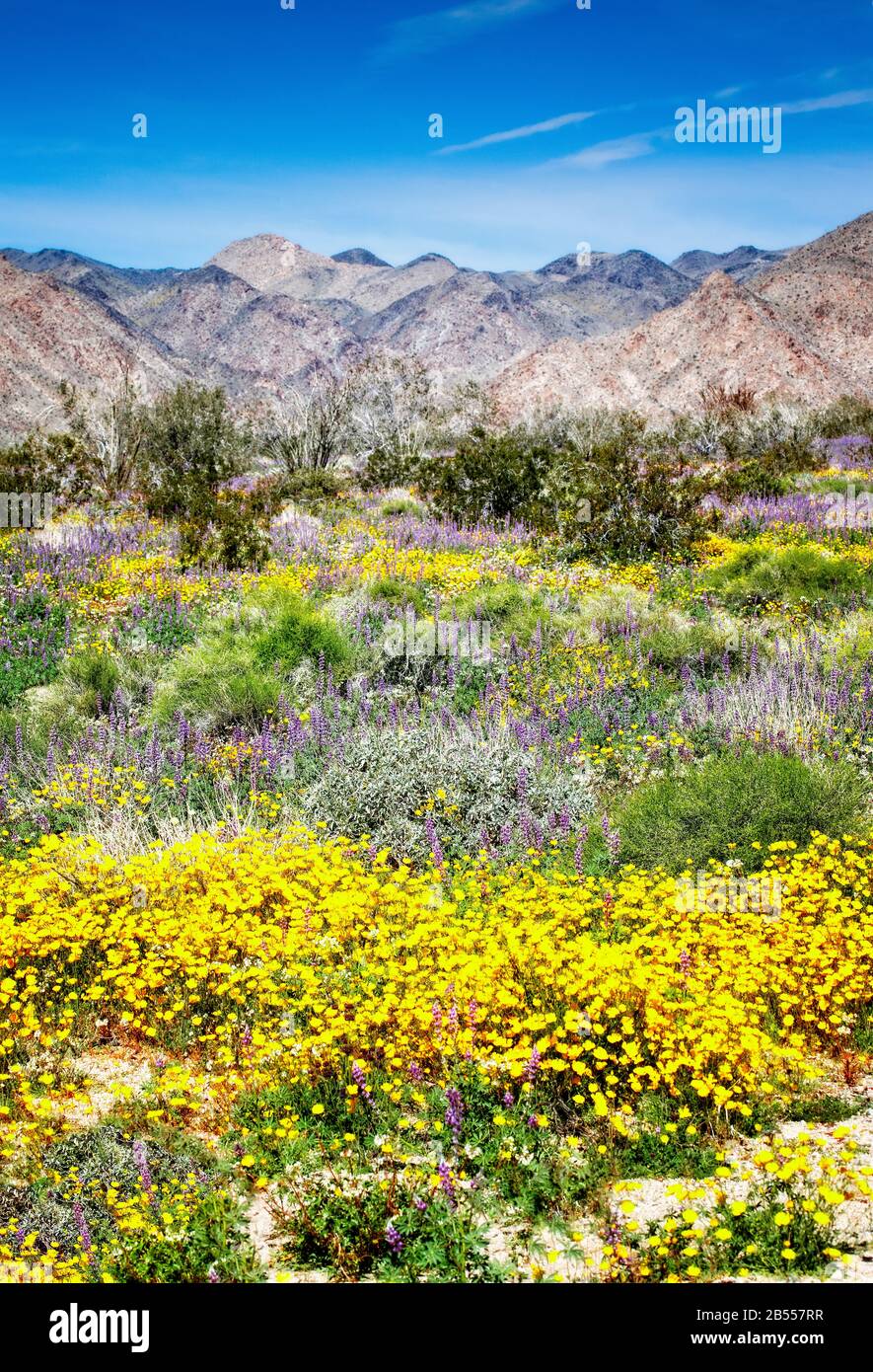 Wildflower blooms including yellow cups and lupines at Joshua Tree National Park, California. Stock Photo