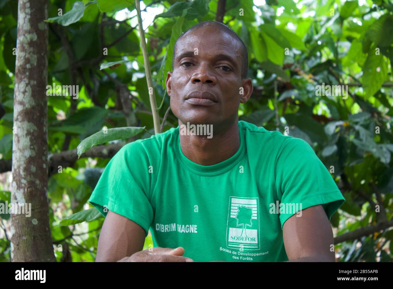 Ivory coast seeds havesting Stock Photo Alamy