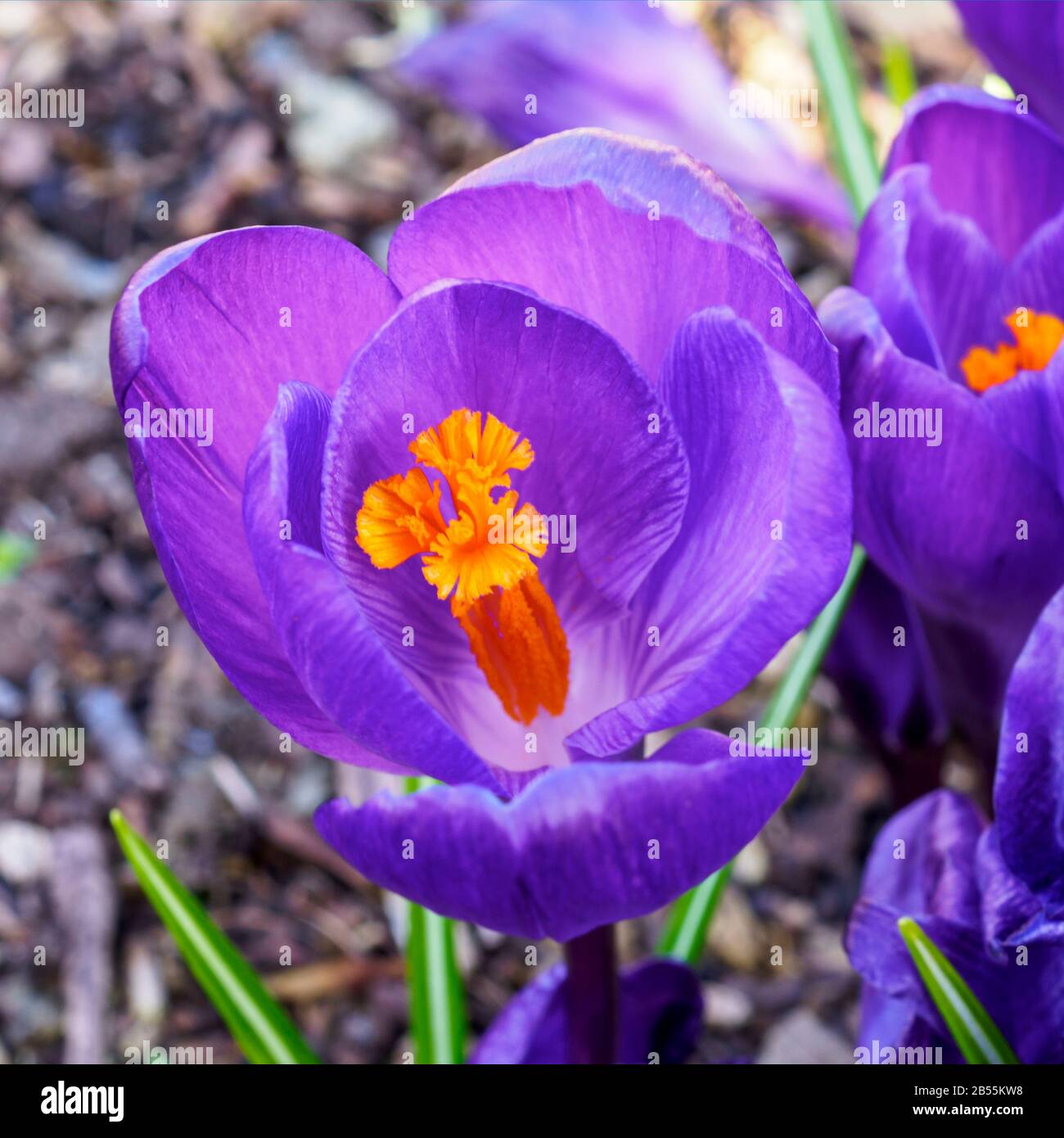 Closeup of a purple crocus flower with bright yellow stamens and anthers Stock Photo