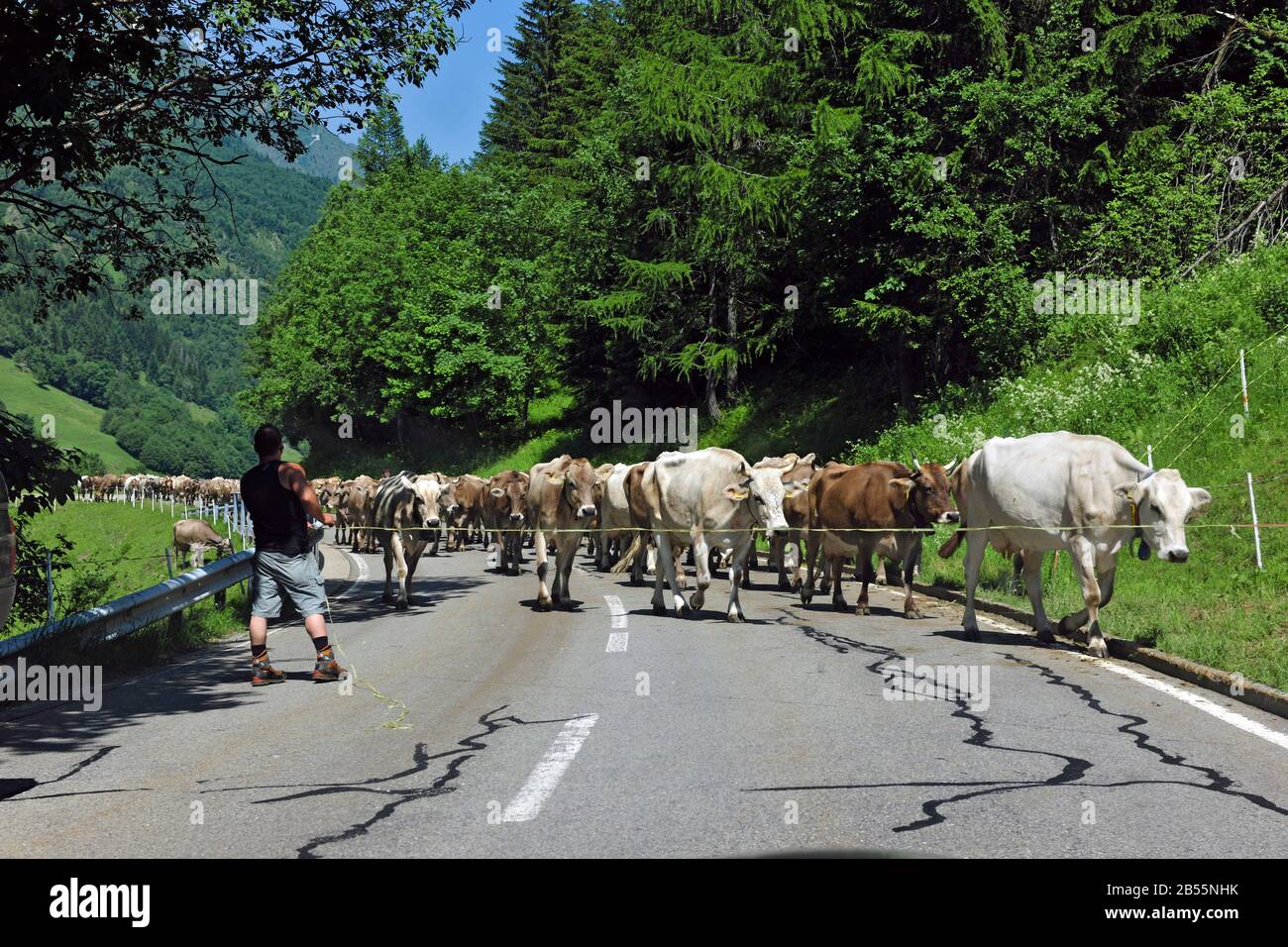 Kuehe cattle hi-res stock photography and images - Page 3 - Alamy