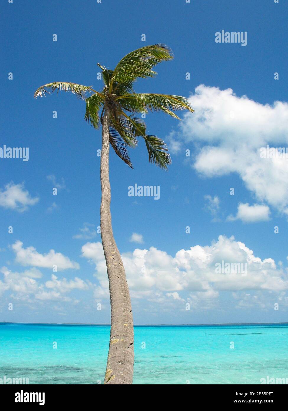 Single coconut palm, turquoise ocean water,  blue sky and white clouds. Stock Photo