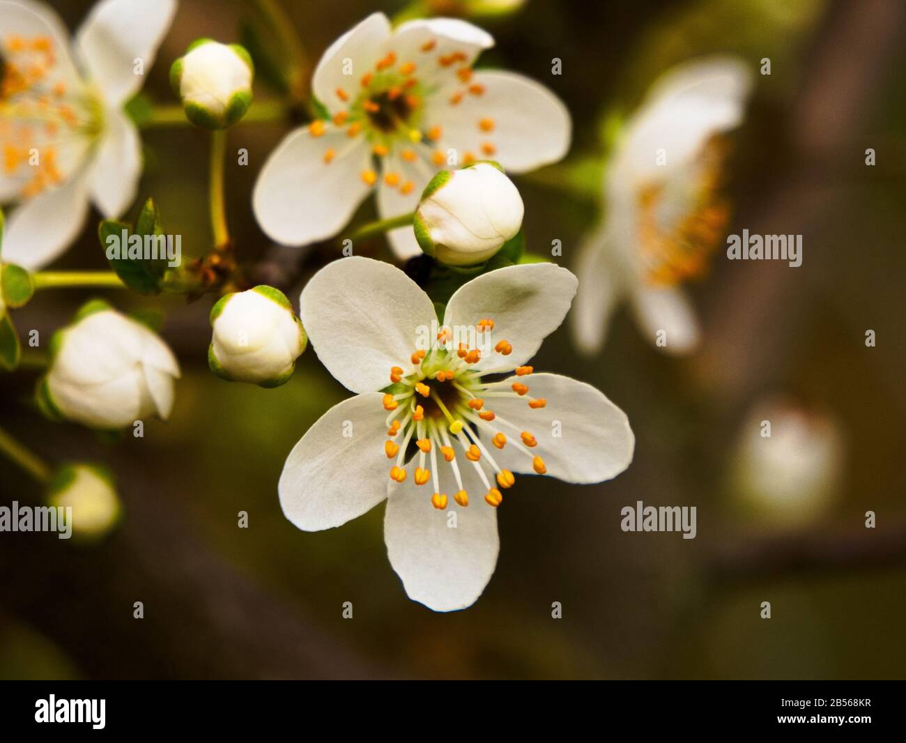 Macro of cherry blossoms Stock Photo - Alamy