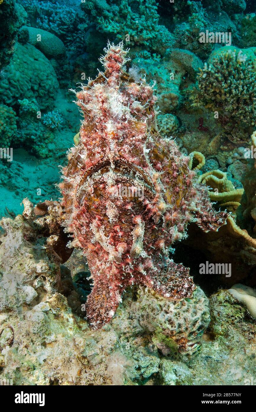 Riesen Anglerfisch (Antennarius commersinii) | Comersons frogfish Stock Photo