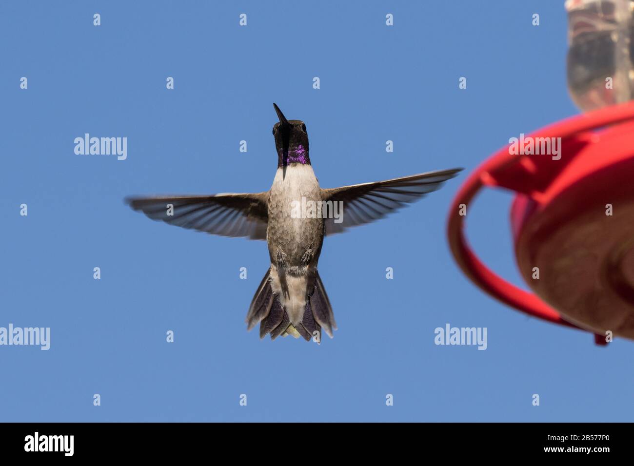 Black-chinned Hummingbird Stock Photo