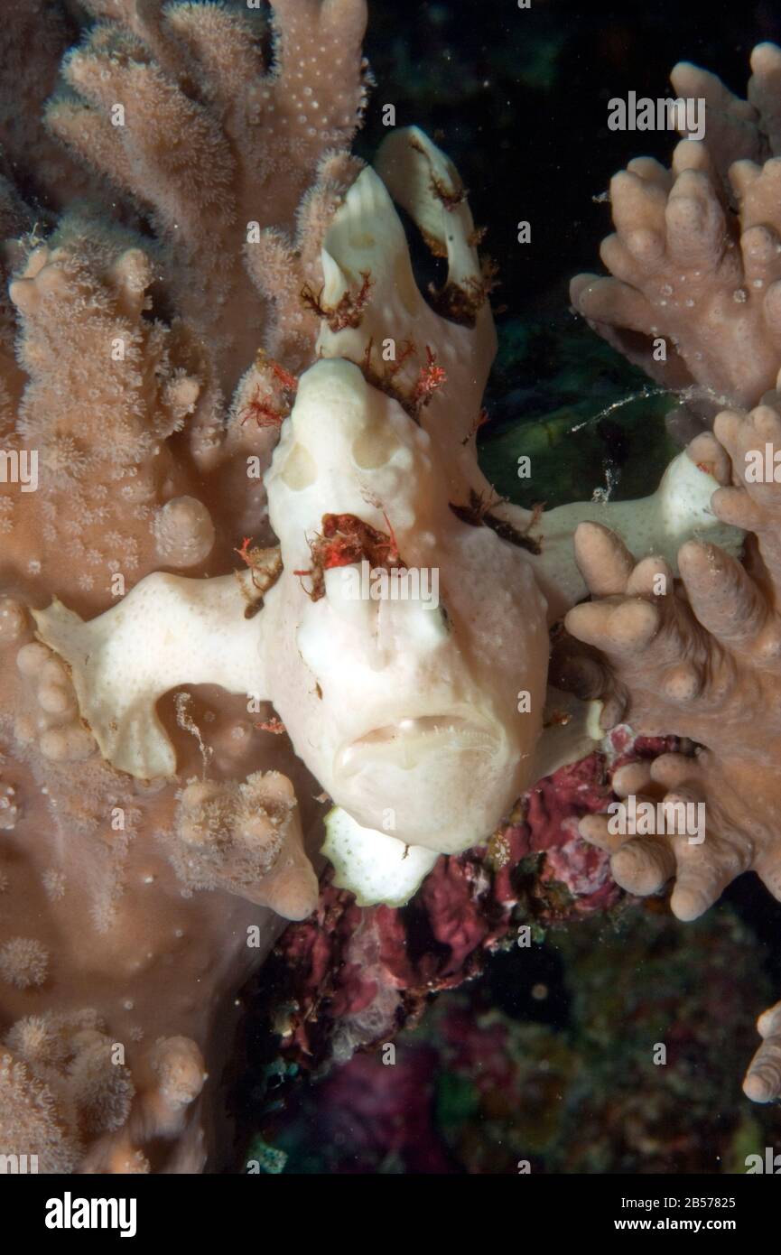 Anglerfisch (Antennarius pictus) | frogfish Stock Photo
