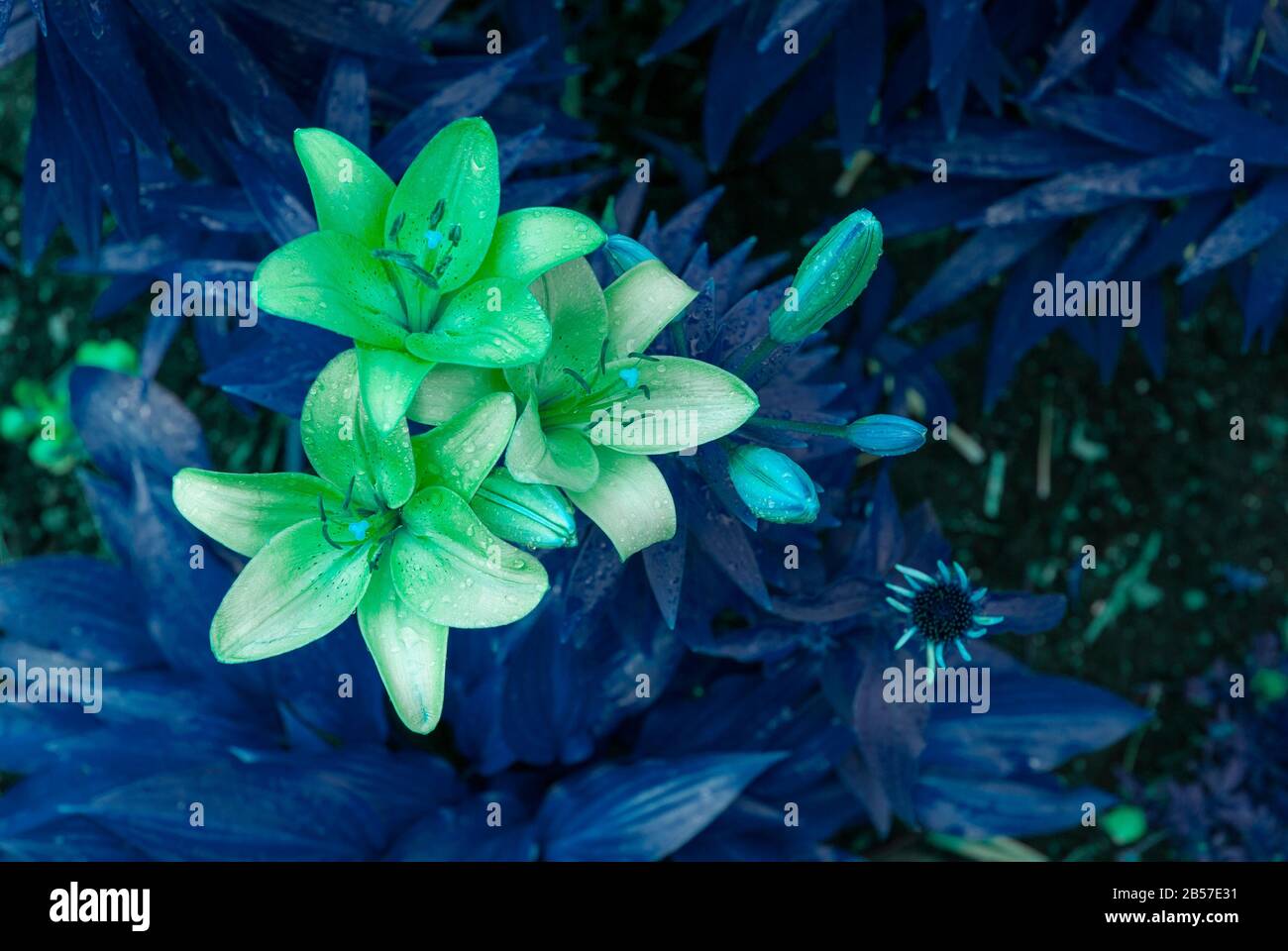 Group of Lilies with pantone blue shading Stock Photo