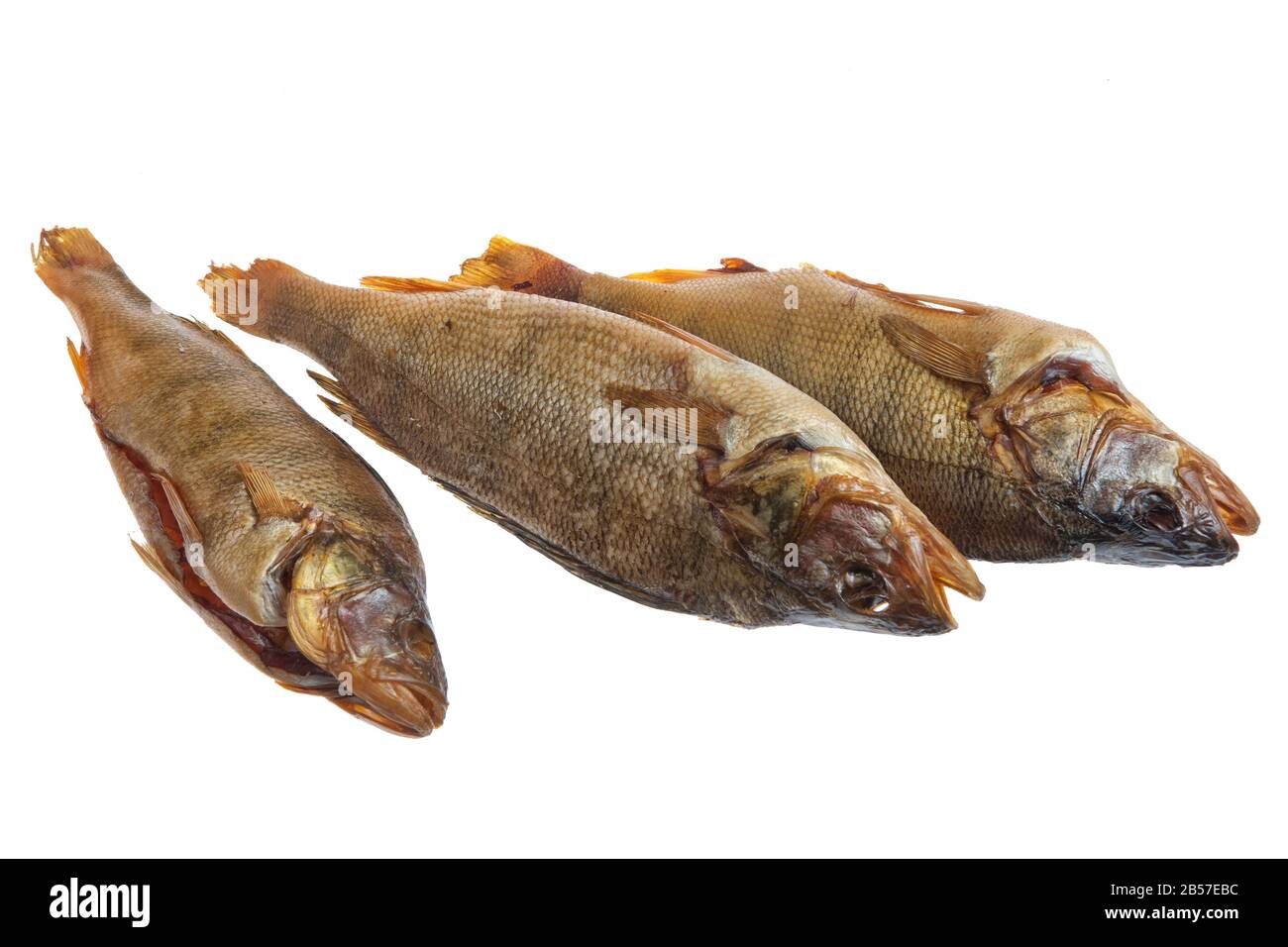 Fish on an isolated studio background Stock Photo