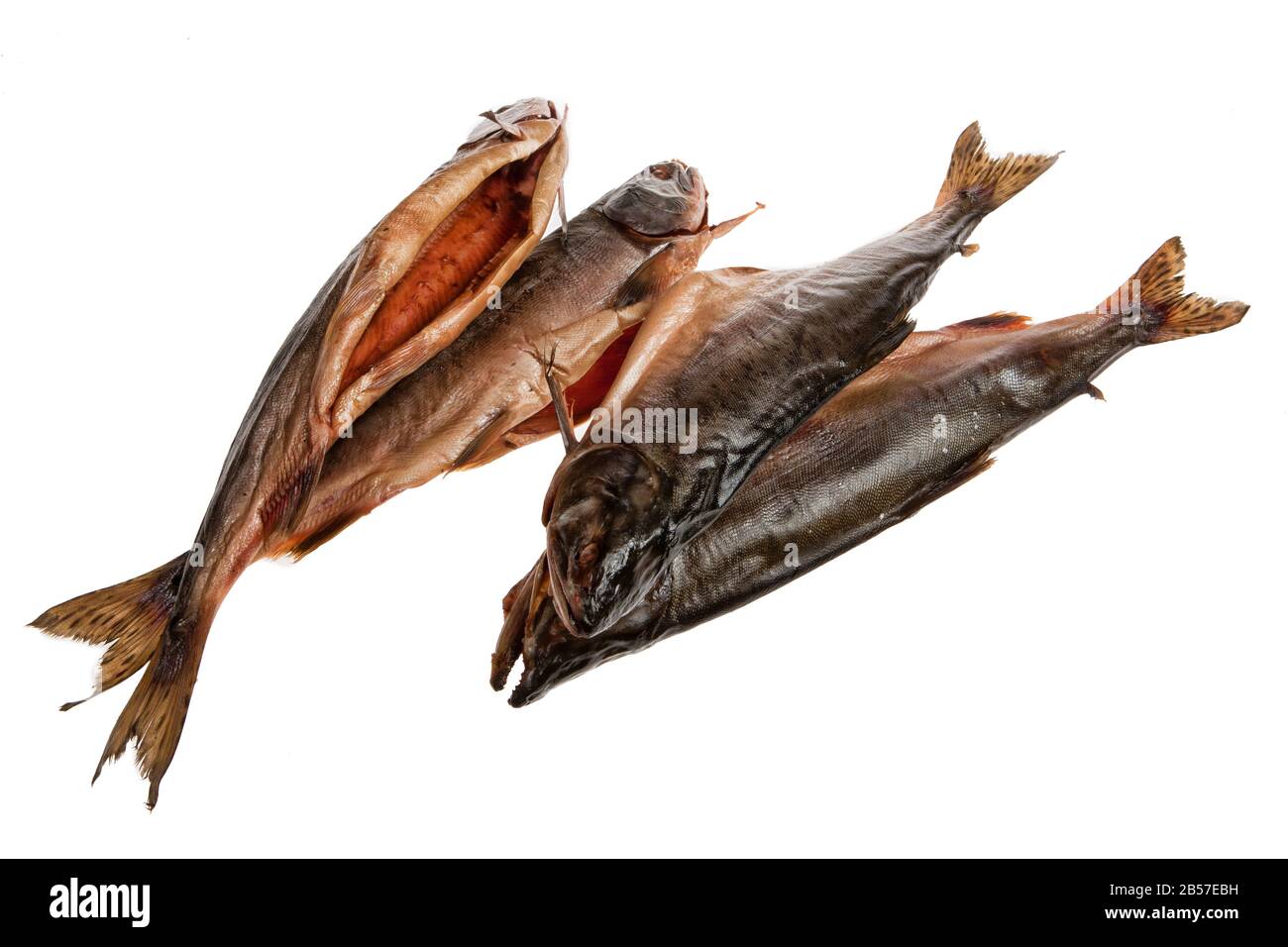 Fish on an isolated studio background Stock Photo