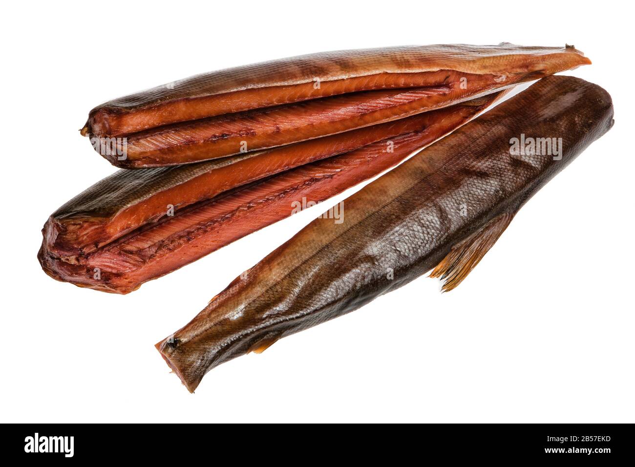 Fish on an isolated studio background Stock Photo