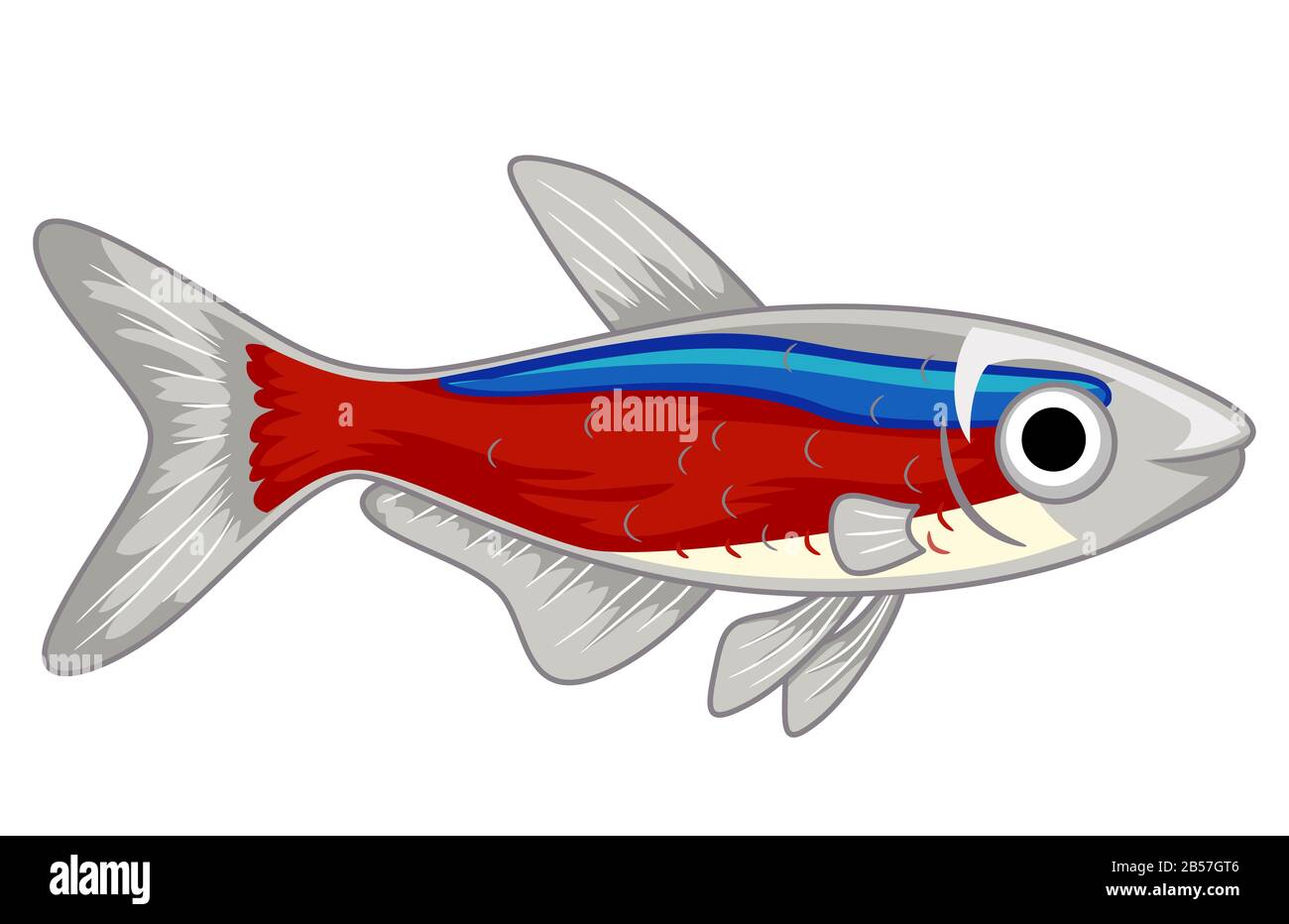 Illustration of a Cute Cardinal Neon Tetra Pet Fish with Big Eye and Red Blue Color Stock Photo