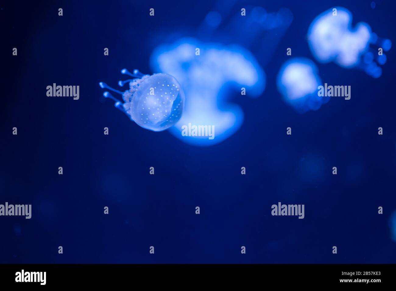 Small jellyfish floating in the water. Dark blue light is on background. Stock Photo