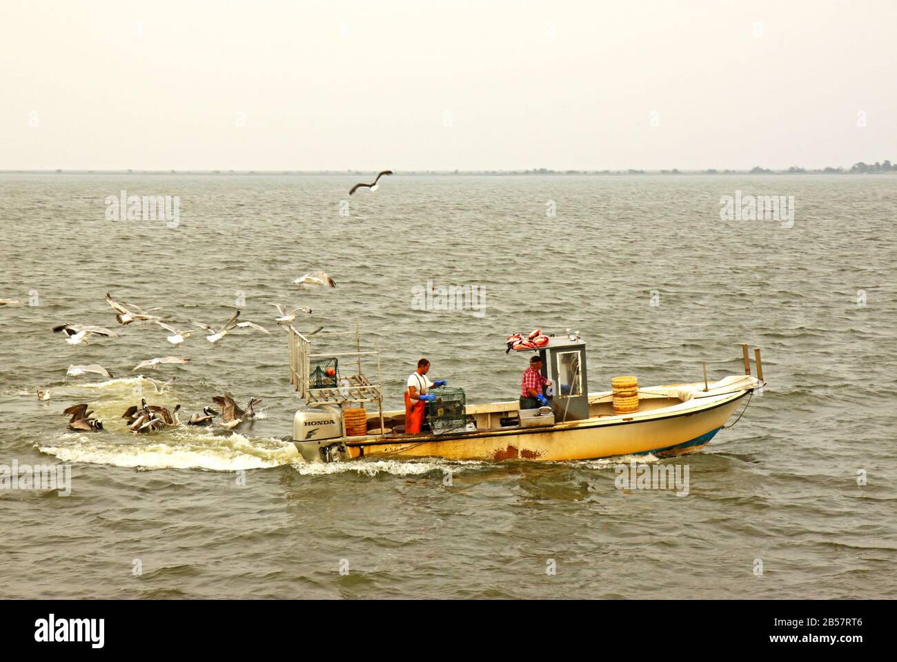 Fishermen mobbed by gulls and pelicans while checking crab pots in Pamlico Sound off the fishing village of Wanchese. Stock Photo