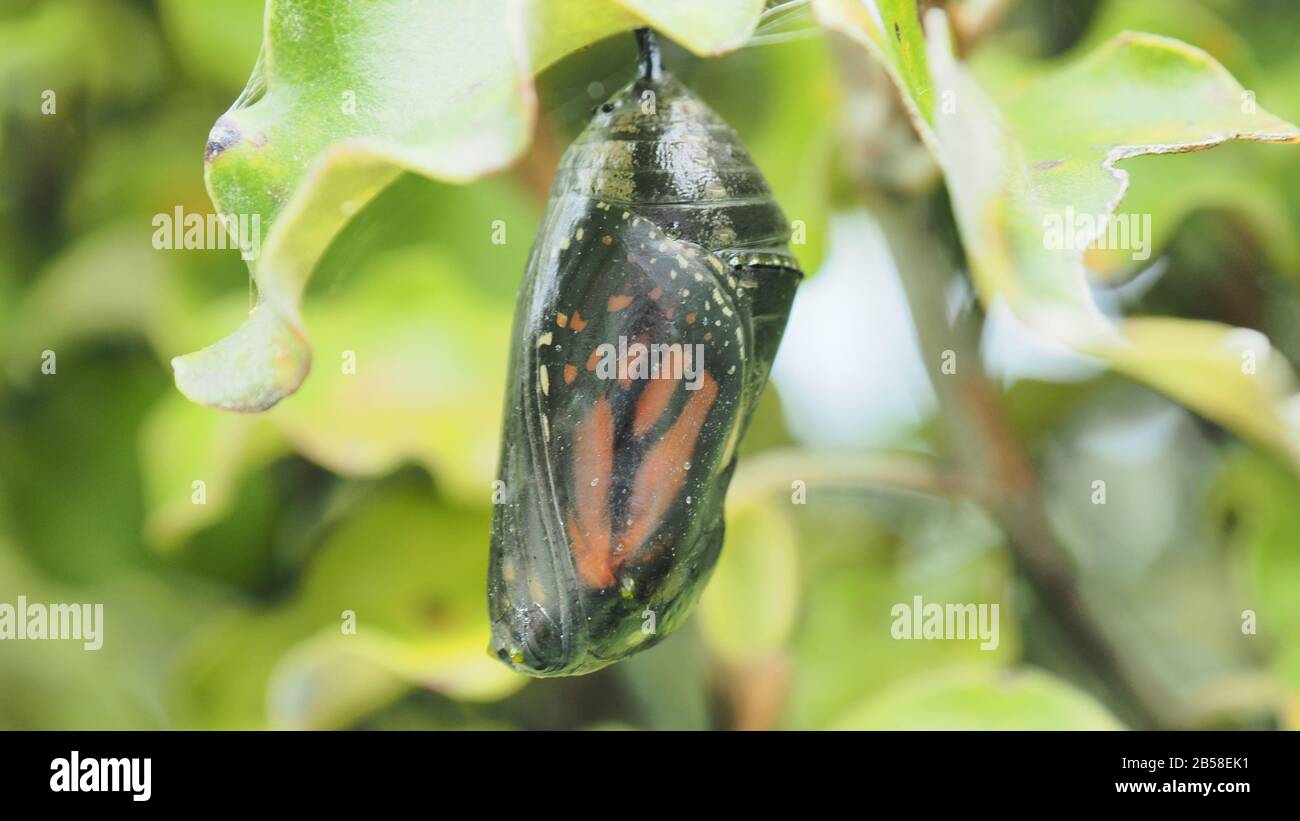 A monarch butterfly (Danaus plexippus) about to emerge from its cocoon Stock Photo