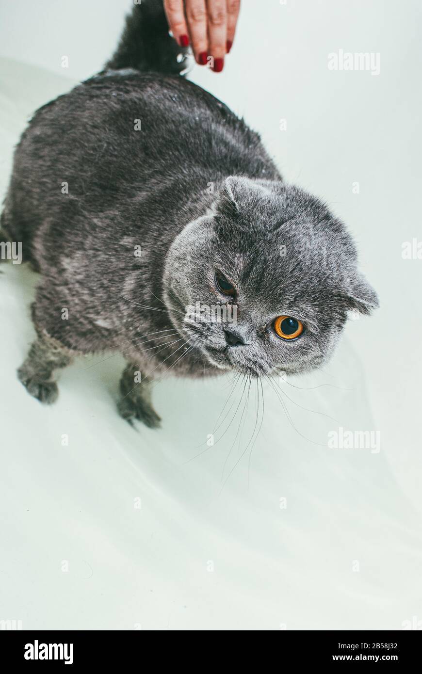 Grey Scottish fold cat takes a bath with his owner. She takes care of him and thoroughly washes his fur Stock Photo