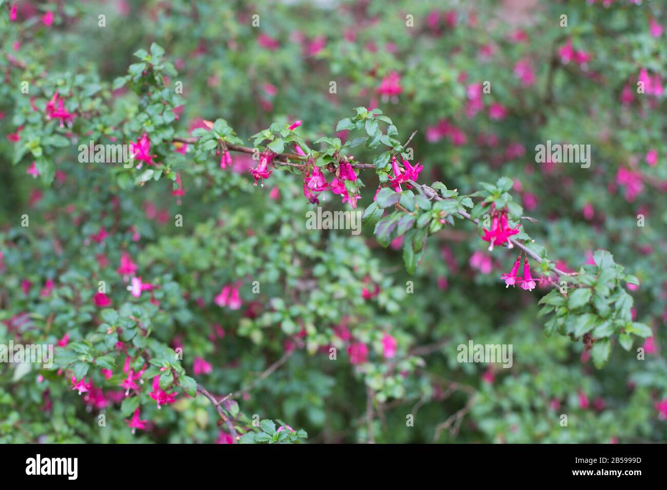 Fuchsia thymifolia hires stock photography and images Alamy