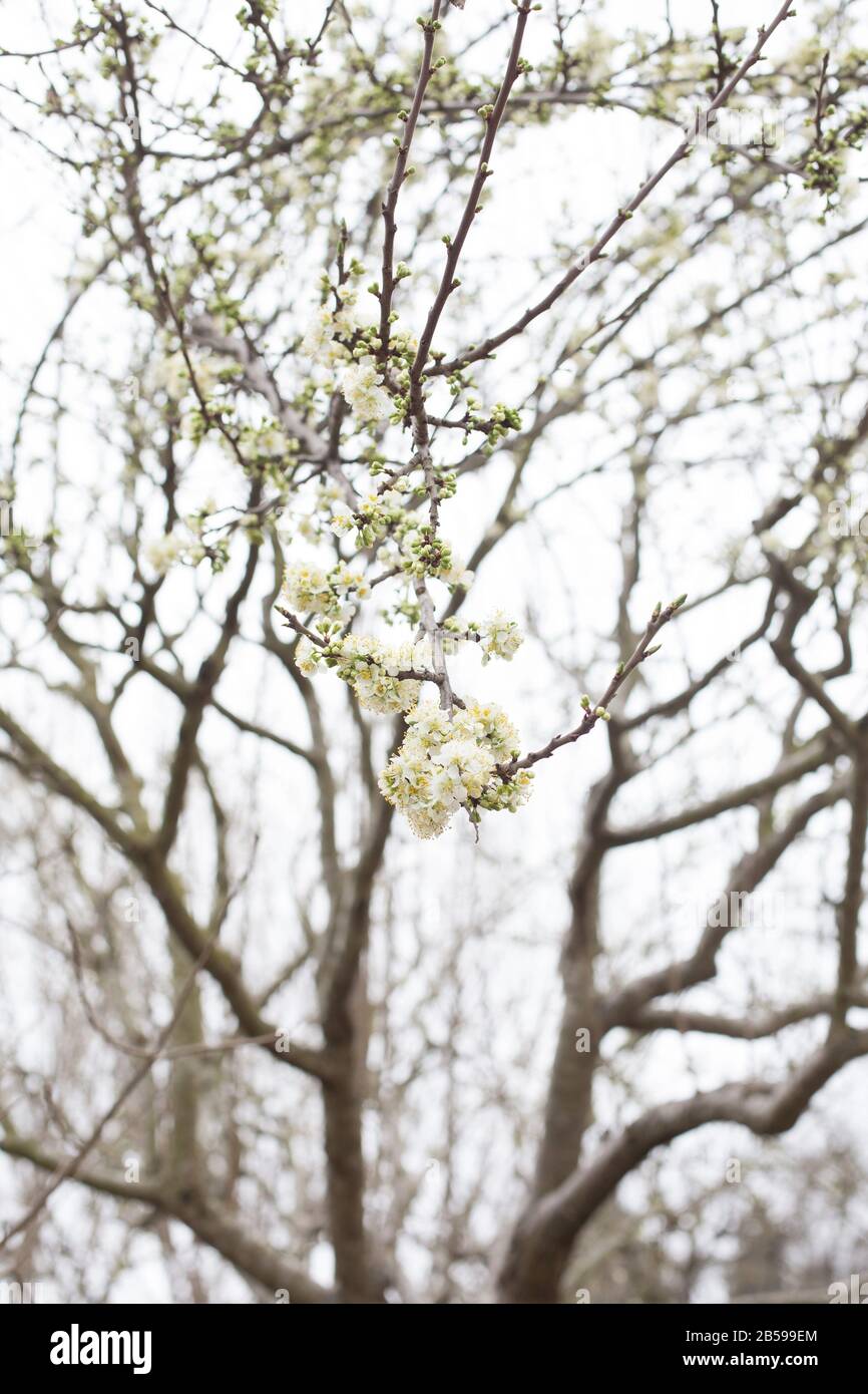 Prunus armeniaca x salicina. Stock Photo