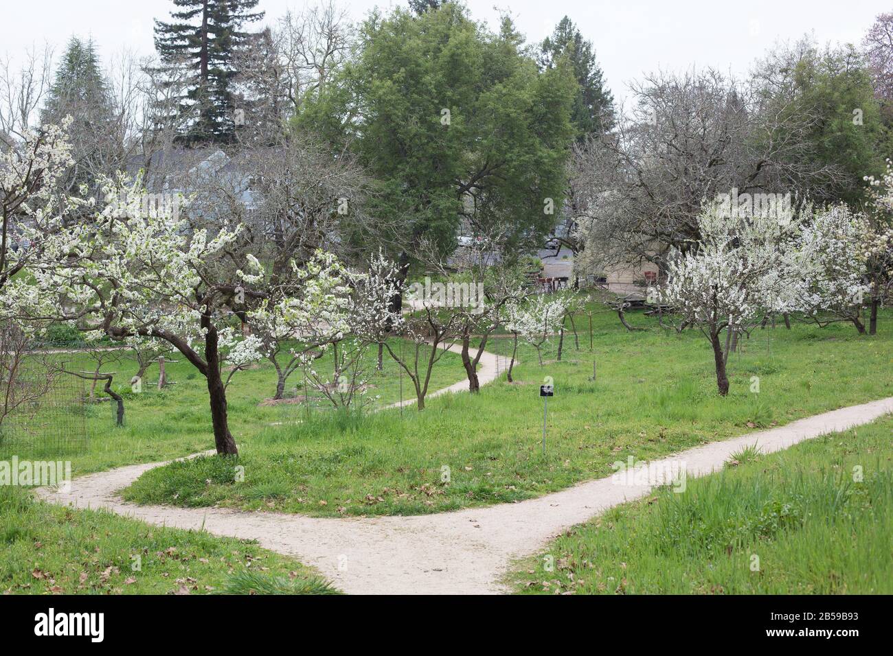 Luther burbank garden hires stock photography and images Alamy