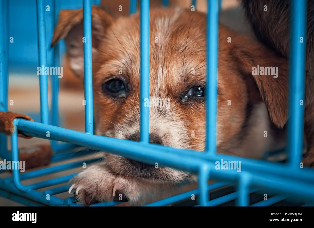 Sad homeless puppy hi-res stock photography and images - Alamy