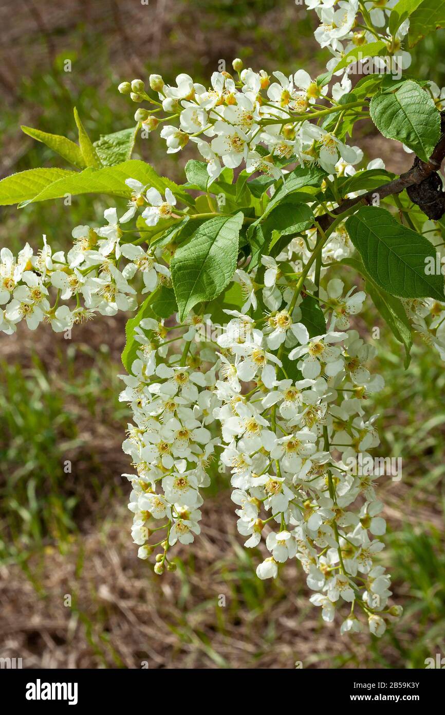 Luxuriant blossoming branch of a bird cherry, Sunny spring day Stock Photo