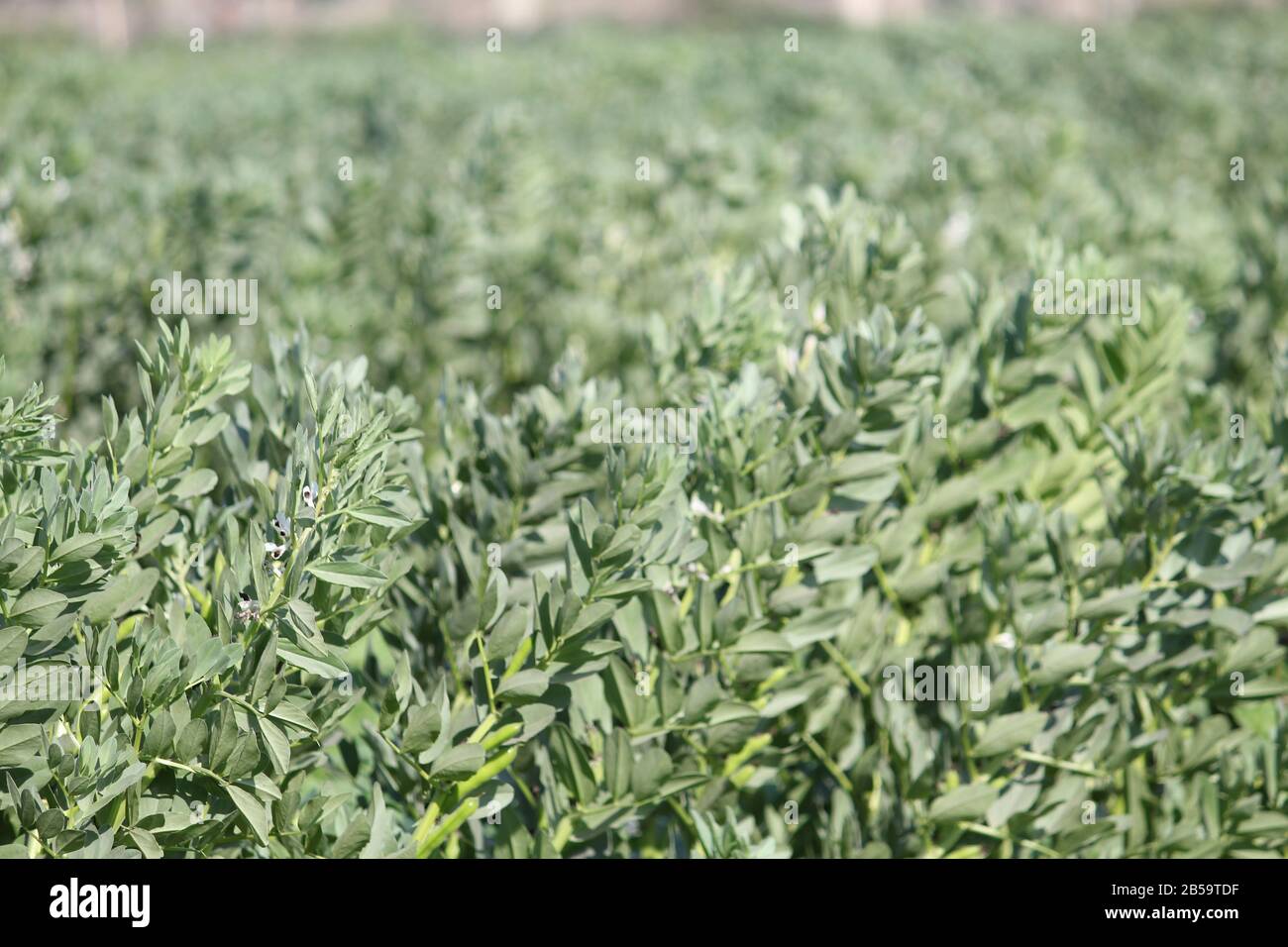 Fava bean plant hires stock photography and images Alamy