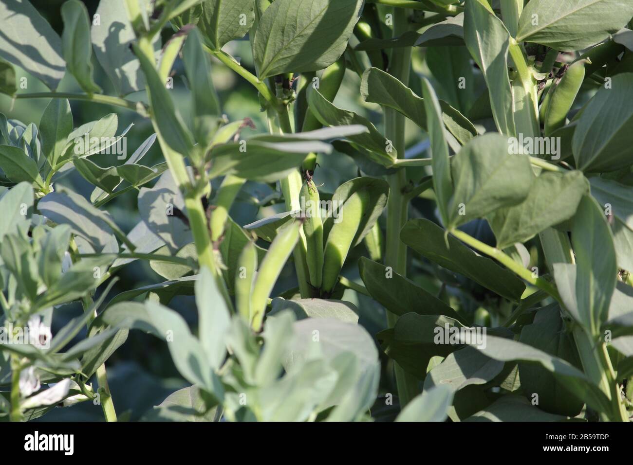 Beauty bean hi-res stock photography and images - Alamy