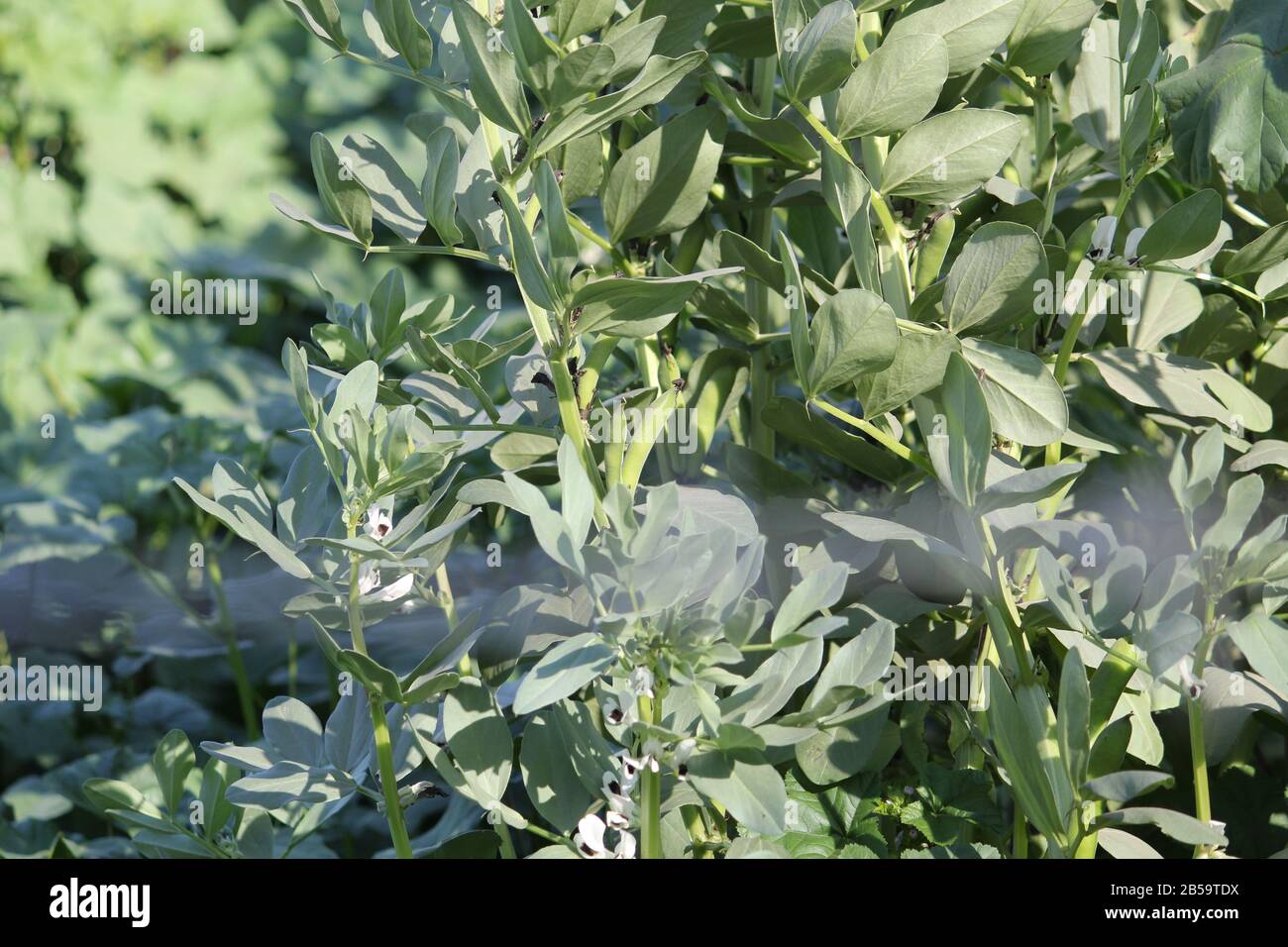 Broad bean stem hires stock photography and images Alamy