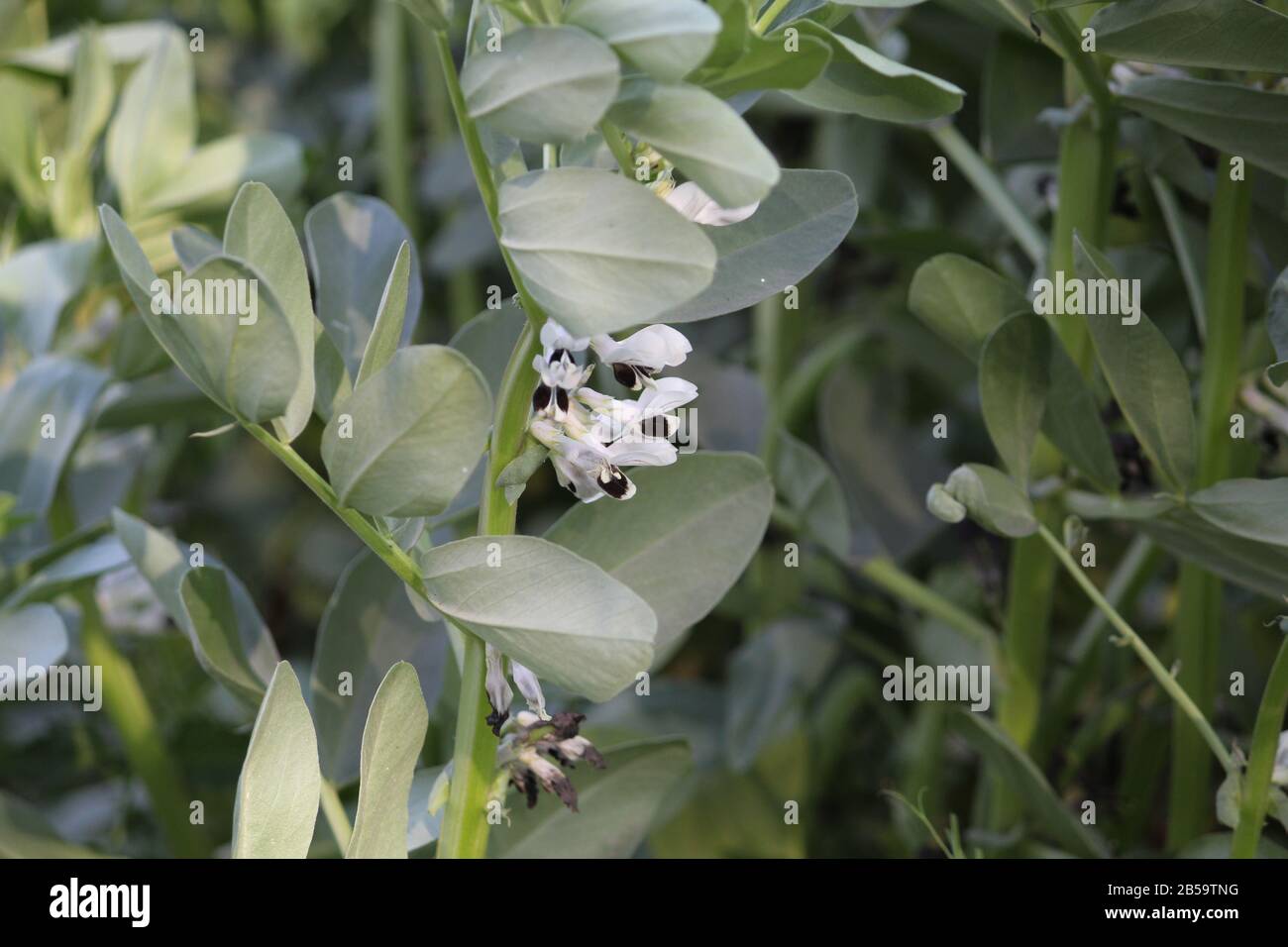 Broad bean stem hi-res stock photography and images - Alamy
