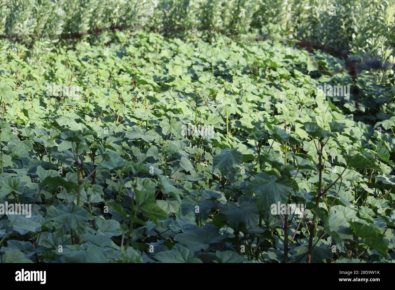 Green bush bean hi-res stock photography and images - Alamy