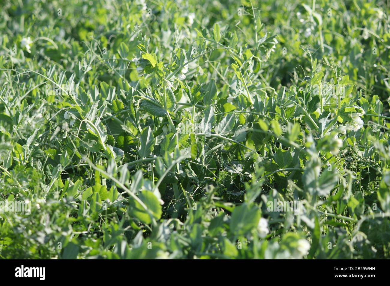 Green pea plant Stock Photo Alamy