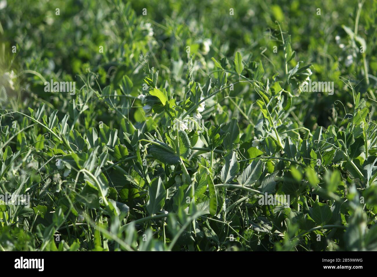 Selective focus on fresh bright green pea pods on pea plants in the