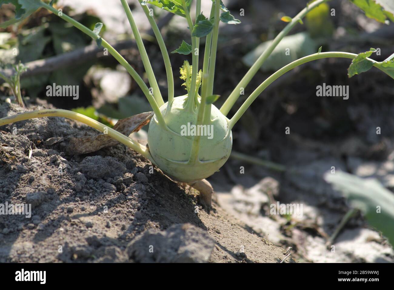 turnip plant Stock Photo