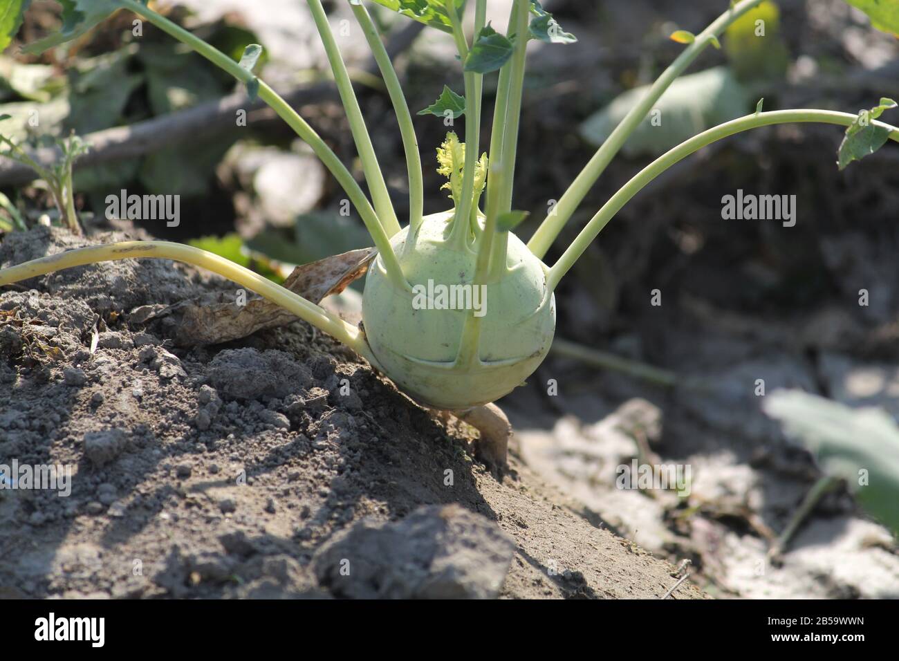 turnip Close up of kohlrabi turnip, turnip cabbage in garden Stock Photo