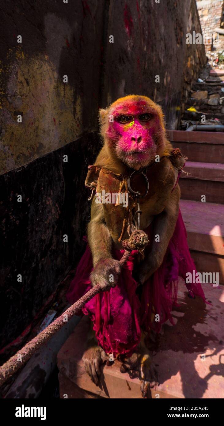 monkey holi celebration