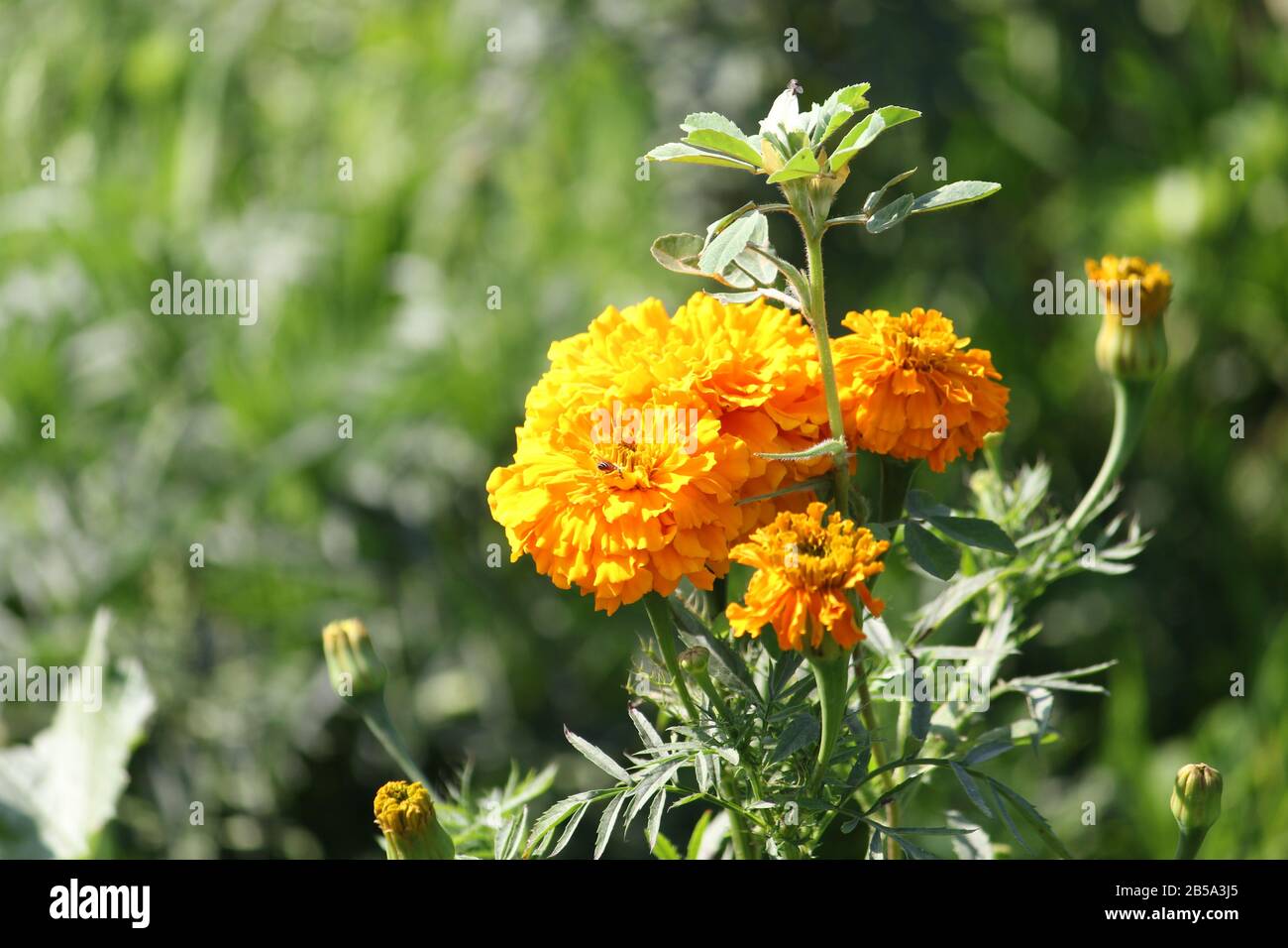Marigold flower close up Stock Photo